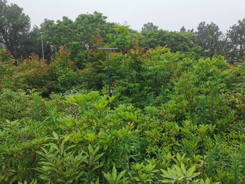 A dense copse of trees grows up a hillside, with trees of different shapes and sizes creating a natural skyline. Most of the trees leaves are a lush green, but some are tinged with a rusty red.