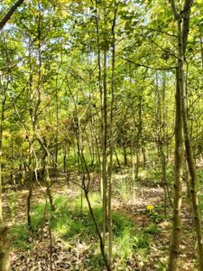 Inside an experimental site in Putuo, China, individual trees of one species (Triadica sebifera) can be seen surrounded by neighboring trees of another species (Liquidambar formosana).
