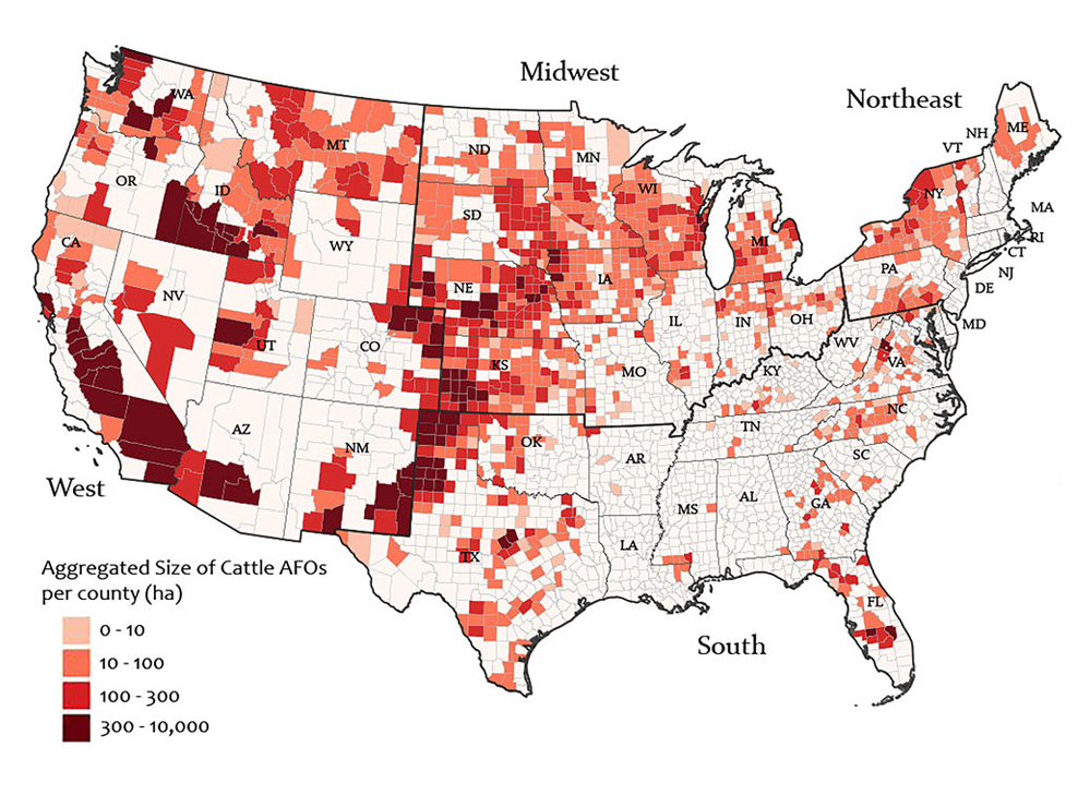 A map of the continental United States showing each county, which has been shaded according to how many hectares of cattle feeding. The majority of the country has between 0 and 10 hectares. But there are darker shaded counties, especially in the western and central parts of the country, that have between 300 and 10,000 hectares.