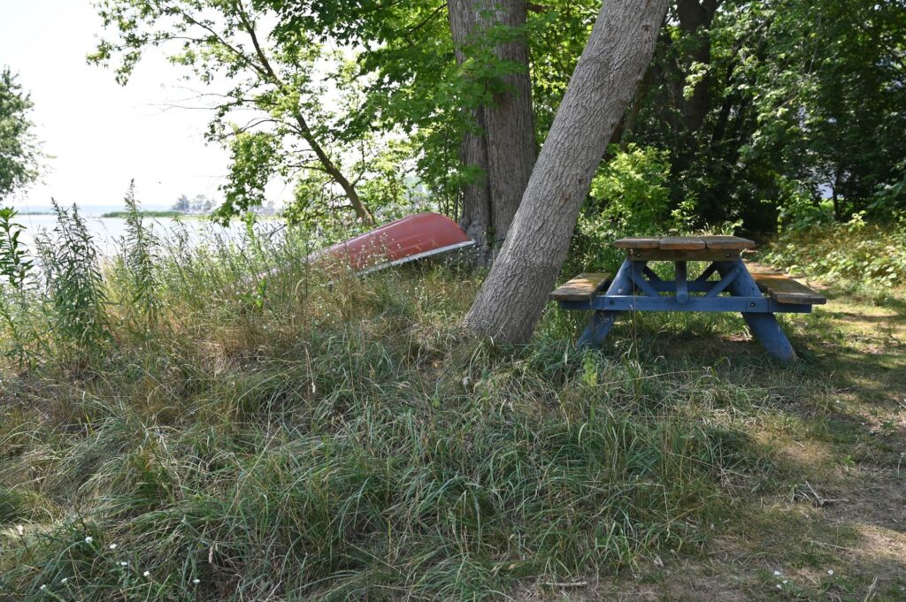 Efforts at Muskegon Lake have restored native ecosystems and drawn more visitors and activity to the water. Lily pads and sand coreopsis are thriving now. Image credit: Greta Guest, Michigan News
