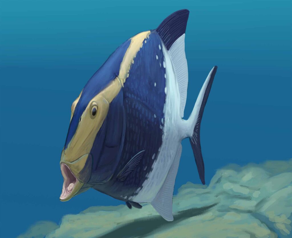 Life reconstruction of Platysomus, with open mouth showing toothplate on the floor of the mouth supported by gill bones. Image credit: Joschua Knüppe