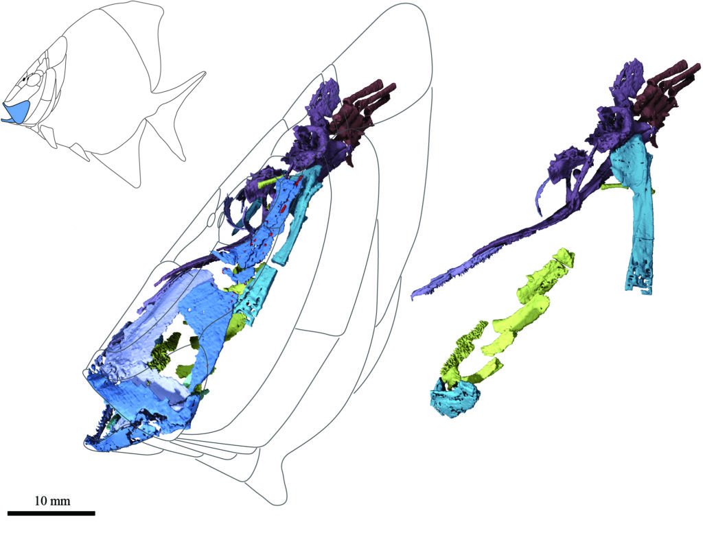 Virtual model of skeletal structures inside the head of Platysomus made from CT scanning. Tongue-bite structure shown in bright green. Based on specimen NHMUK PV P11697 from the Natural History Museum, London, U.K. Image credit: Giles et al./The Natural History Museum, London 