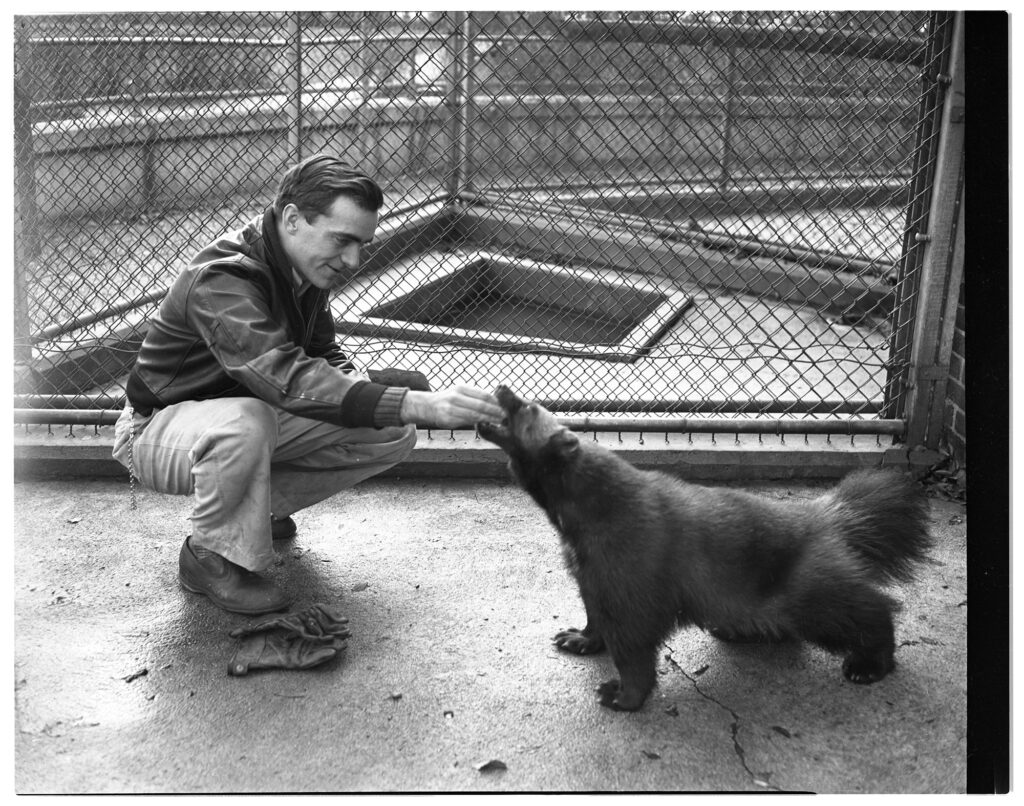 A U-M student feeding Treppy, the wolverine, at the U-M Zoo