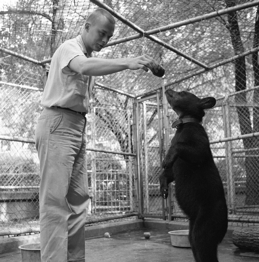 U-M Zoo. Zookeeper feeding a black bear