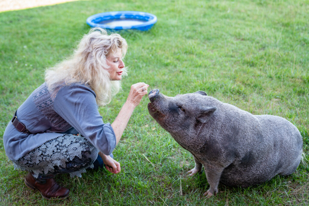 Sanders feeding Frankie, one of five pot-bellied pigs on the farm.