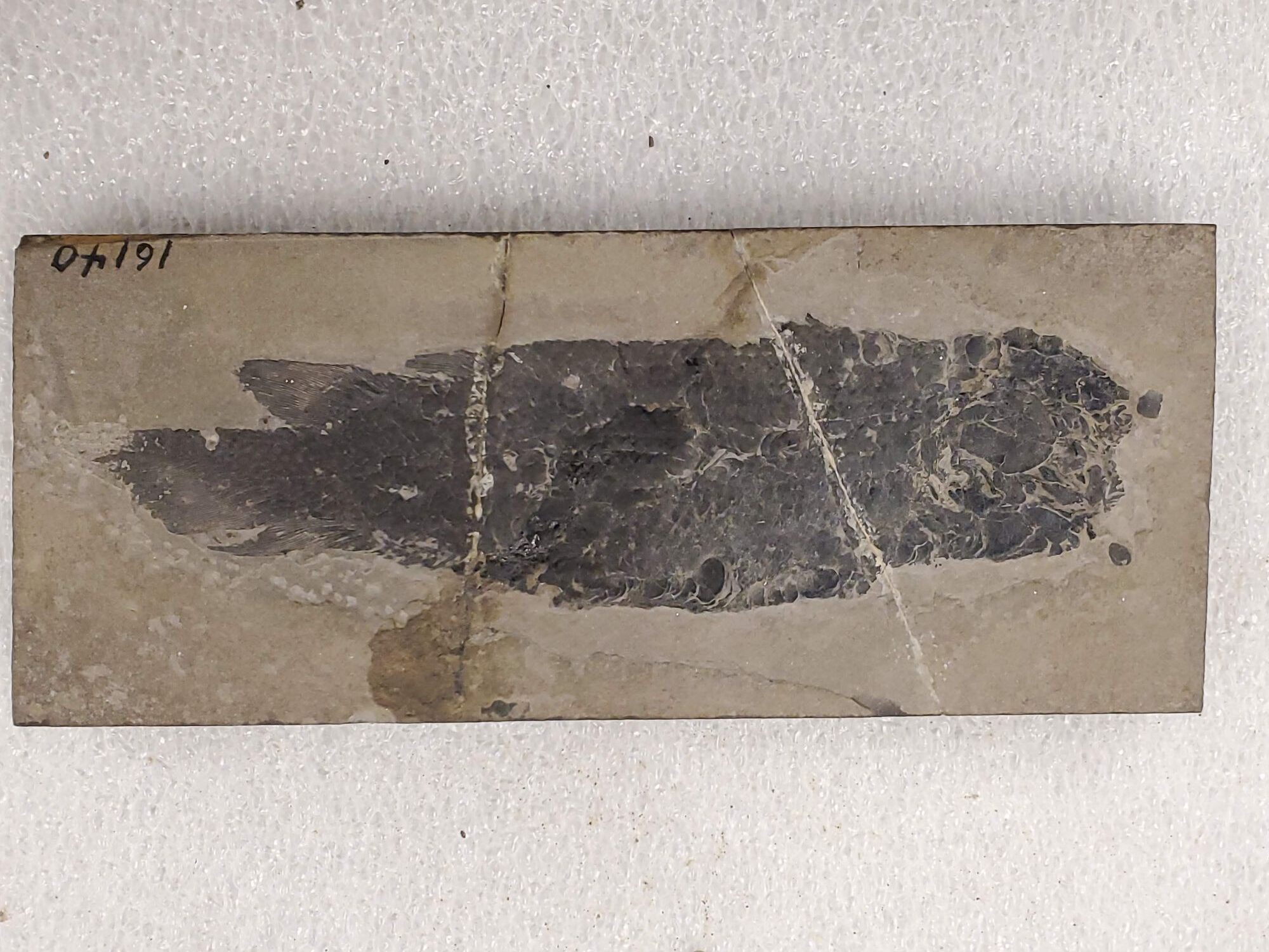 Whole skeleton of Dipterus, an extinct lungfish from the middle Devonian period. Specimen (UMMP 16140) from the University of Michigan Museum of Paleontology. Image credit: E.M. Troyer