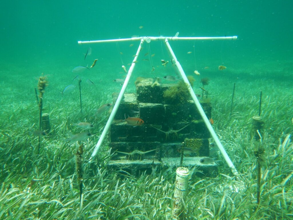 Jacob Allgeier, professor of ecology and evolutionary biology at the University of Michigan, created a test plot of seagrass that he enriched with nutrients over a period of nine years in a bay in The Bahamas. Image credit: Jacob Allgeier, University of Michigan