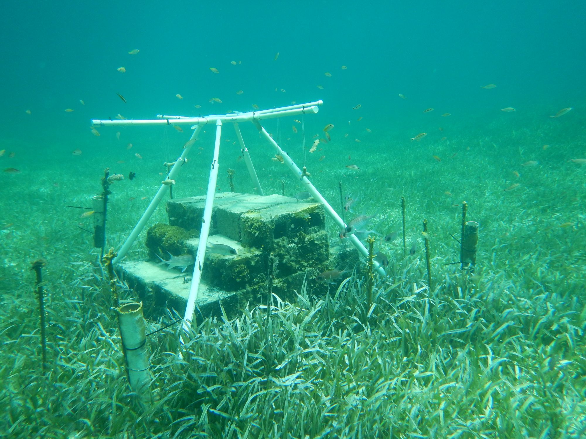 Jacob Allgeier, professor of ecology and evolutionary biology at the University of Michigan, created a test plot of seagrass that he enriched with nutrients over a period of nine years in a bay in The Bahamas. Image credit: Jacob Allgeier, University of Michigan