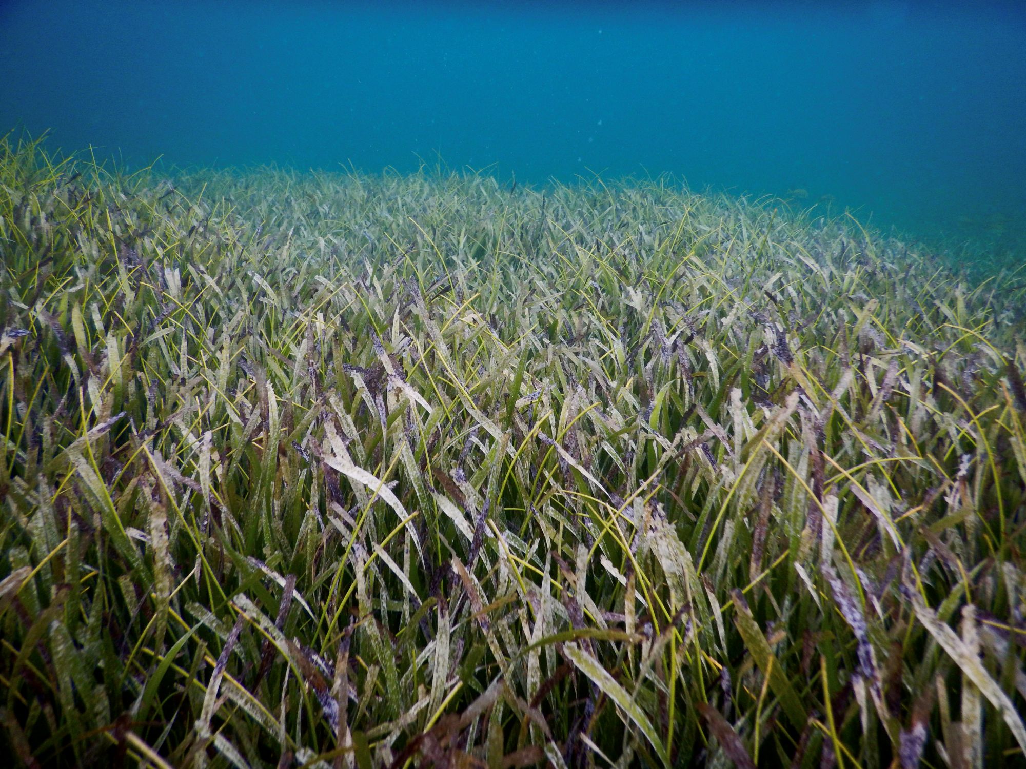 University of Michigan researchers, including recent doctoral graduate Bridget Shayka, studied the impact of nutrients on seagrass. They studied plots of seagrass growing in a bay in The Bahamas, where Shayka took this photo. Image credit: Bridget Shayka