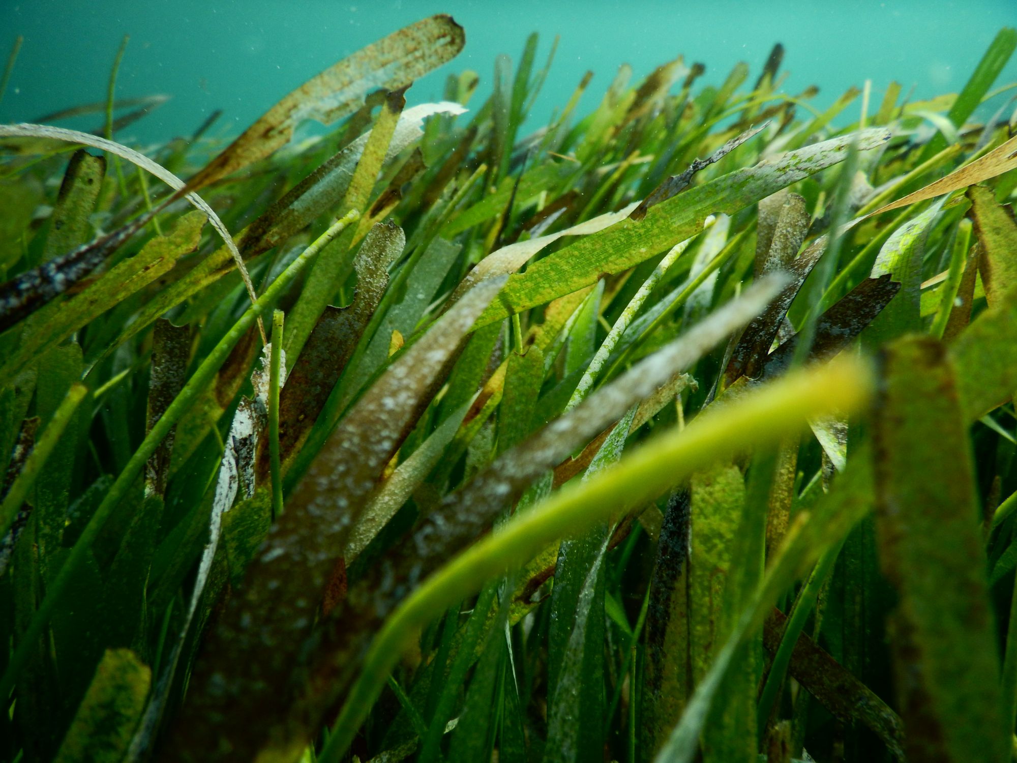 University of Michigan researchers, including recent doctoral graduate Bridget Shayka, studied the impact of nutrients on seagrass. They studied plots of seagrass growing in a bay in The Bahamas, where Shayka took this photo. Image credit: Bridget Shayka
