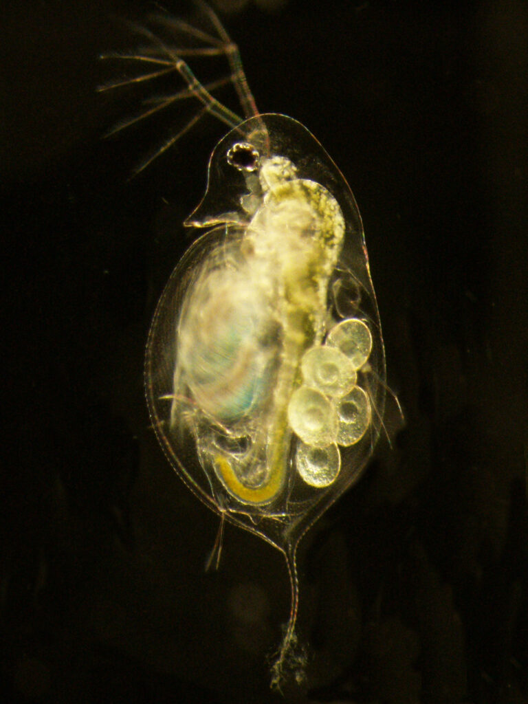 Pictured is a daphnia, a tiny freshwater crustacean, infected with a fungal-like parasite called microsporidia. When they become infected with the parasite, their guts look crystallized and more opaque. University of Michigan researchers found that the organism infected with the parasite fared well despite their illness, but many of their offspring, who were not infected, died young. Image courtesy: Meghan Duffy, University of Michigan