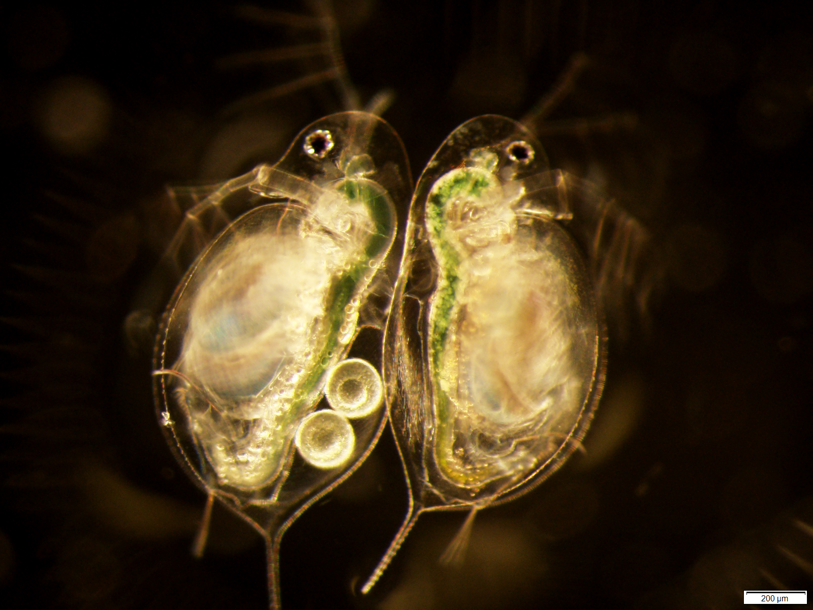 Pictured are daphnia, a tiny freshwater crustacean, infected with a fungal-like parasite called microsporidia. When they become infected with the parasite, their guts become crystallized and opaque. University of Michigan researchers found that the organism infected with the parasite fared well despite their illness, but many of their offspring, who were not infected, died young. Image courtesy: Meghan Duffy, University of Michigan