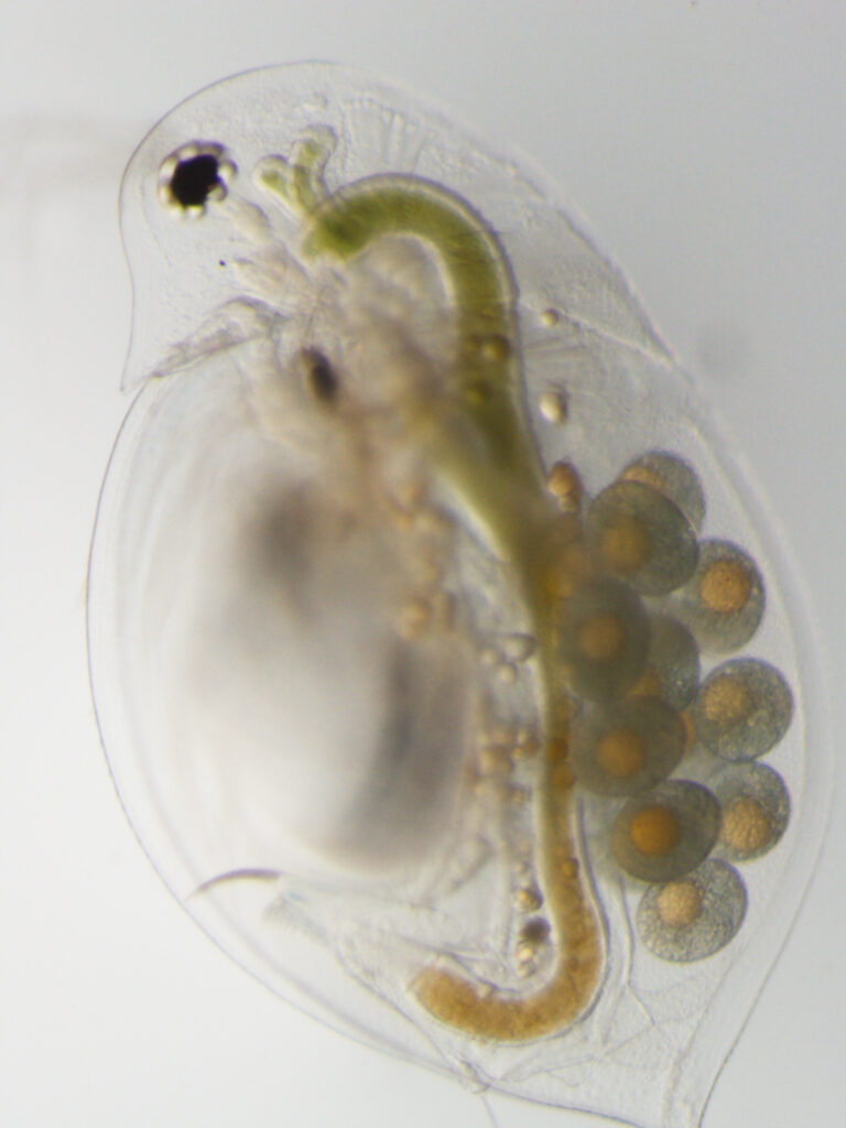 Pictured is a healthy daphnia, a tiny freshwater crustacean. University of Michigan researchers found that when daphnia are infected with a fungal-like parasite called microsporidia, the organism infected with the parasite fared well despite their illness, but many of their offspring, who were not infected, died young. Image courtesy: Meghan Duffy, University of Michigan