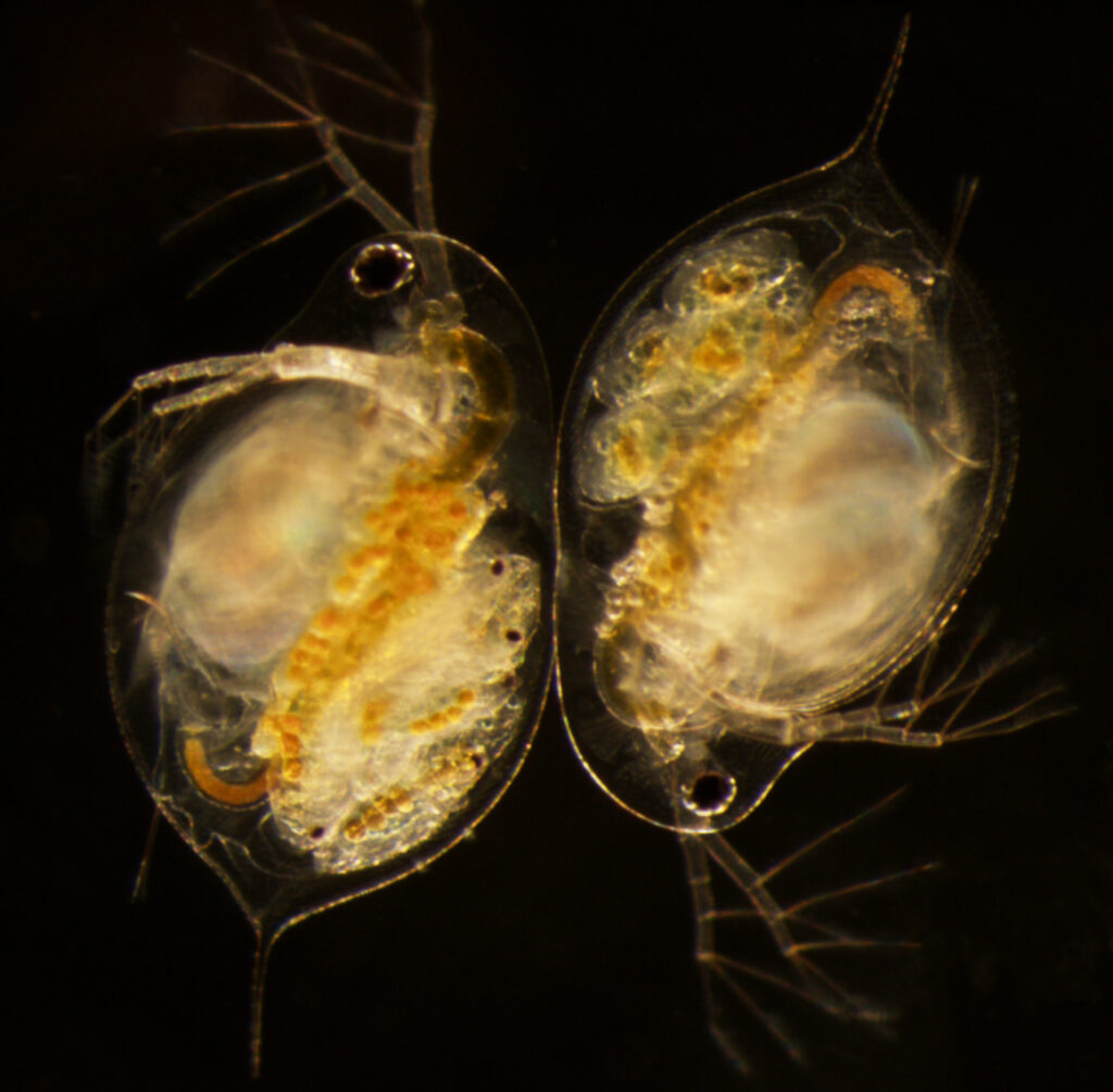 Pictured are healthy daphnia, a tiny freshwater crustacean. University of Michigan researchers found that when daphnia are infected with a fungal-like parasite called microsporidia, the organism infected with the parasite fared well despite their illness, but many of their offspring, who were not infected, died young. Image courtesy: Meghan Duffy, University of Michigan