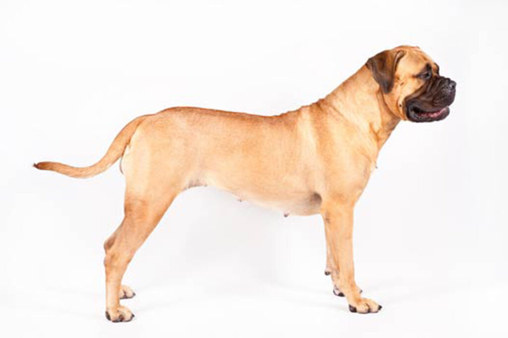 Photo of a yellow bullmastiff