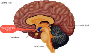 Graphic depicts the brain and its relationship to the circadian rhythm.