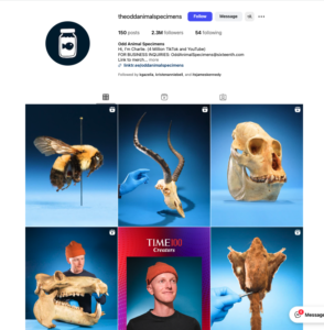 Screen shot of instagram landing page for the odd animal specimens account hosted by U-M's Charlie Engelman.