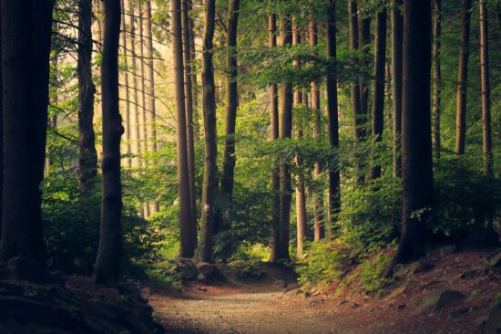 Something something dark forest.