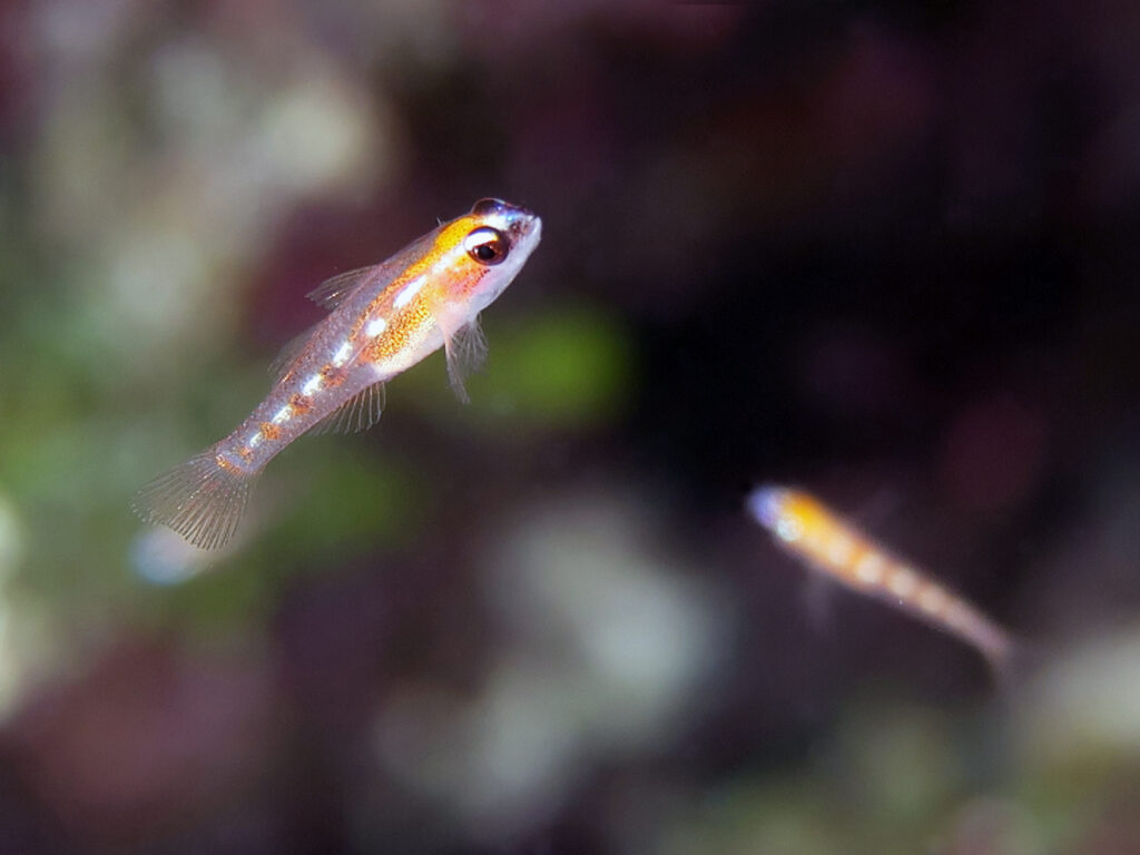 A tiny goby of the species Coryphopterus personatus swims near a Caribbean reef. U-M postdoctoral researcher Emily Troyer studied this species to determine the genetic pathways some goby species use to remain miniature. Some gobies spend their entire lives on the same head of coral, according to Troyer. Image credit: Ricardo Betancur, Scripps Institution of Oceanography