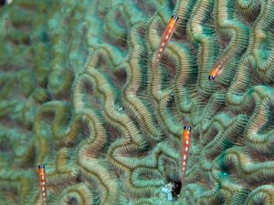 A tiny goby of the species Coryphopterus personatus swims near a Caribbean reef. U-M postdoctoral researcher Emily Troyer studied this species to determine the genetic pathways some goby species use to remain miniature. Some gobies spend their entire lives on the same head of coral, according to Troyer. Image credit: Ricardo Betancur, Scripps Institution of Oceanography