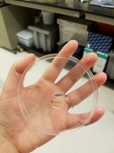 Three different species of miniature goby fishes in a petri dish. Many goby species reach less than one inch in length as adults. Image Credit: Emily Troyer, University of Michigan