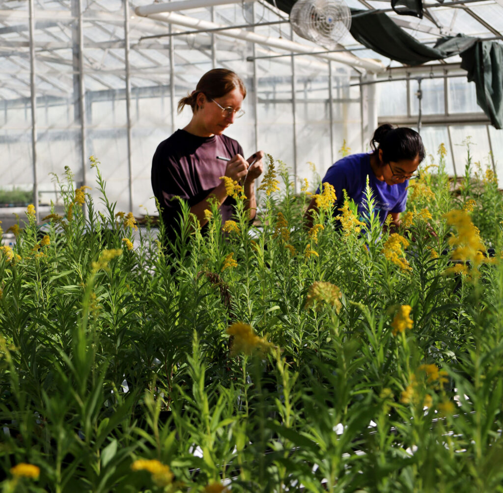 Two students in a greenhouse.