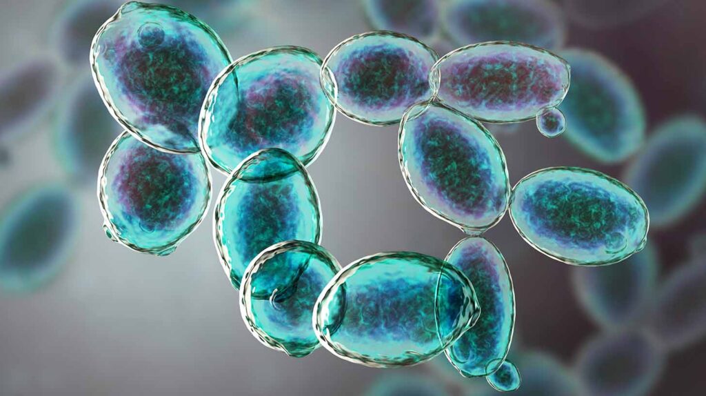 Microscopic fungi, baker's or brewer's yeast, are used as probiotics to restore normal flora of intestine. Image credit: Adobe Stock