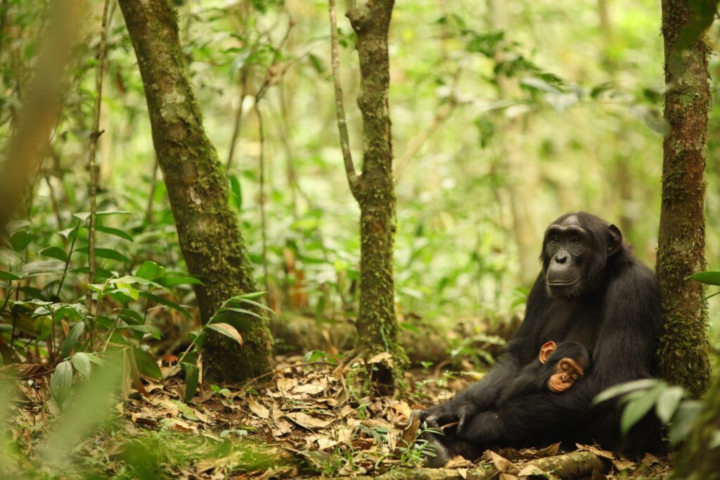 An infant chimpanzee sleeps in his mother's arms as she rests against a tree on the forest floor.