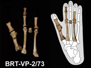 The Burtele foot (left) and the foot embedded in an outline of a gorilla foot. Image credit: Yohannes Haile-Selassie
