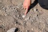 One of the two major parts of the juvenile mandibles on the ground before picking. Image credit: Stephanie Melillo