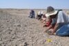 Woranso-Mille project crew crawling the juvenile mandible locality trying to recover all the part of the mandible. Image credit: Stephanie Melillo