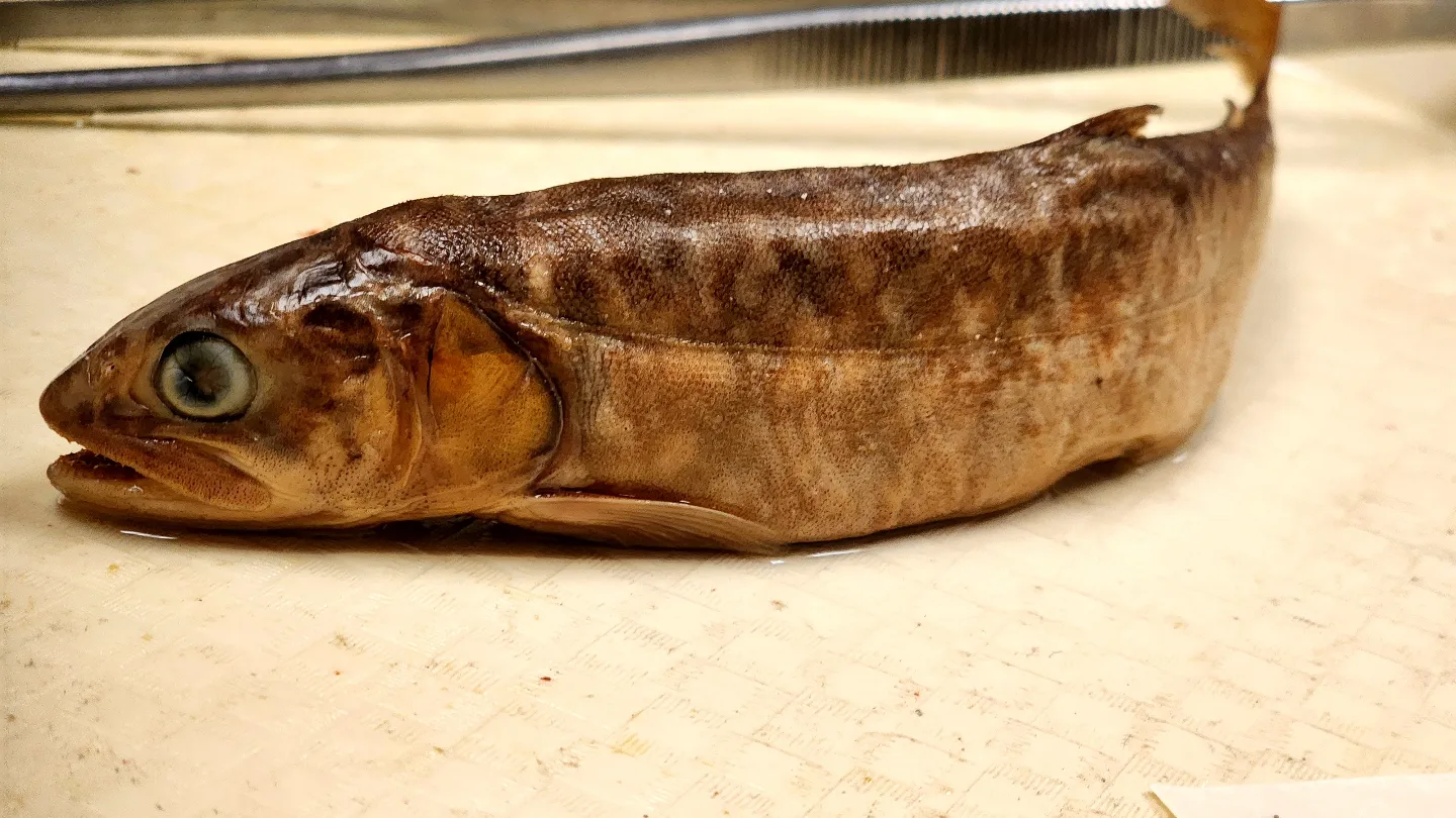 A long, narrow and brown-hued from a museum collection.