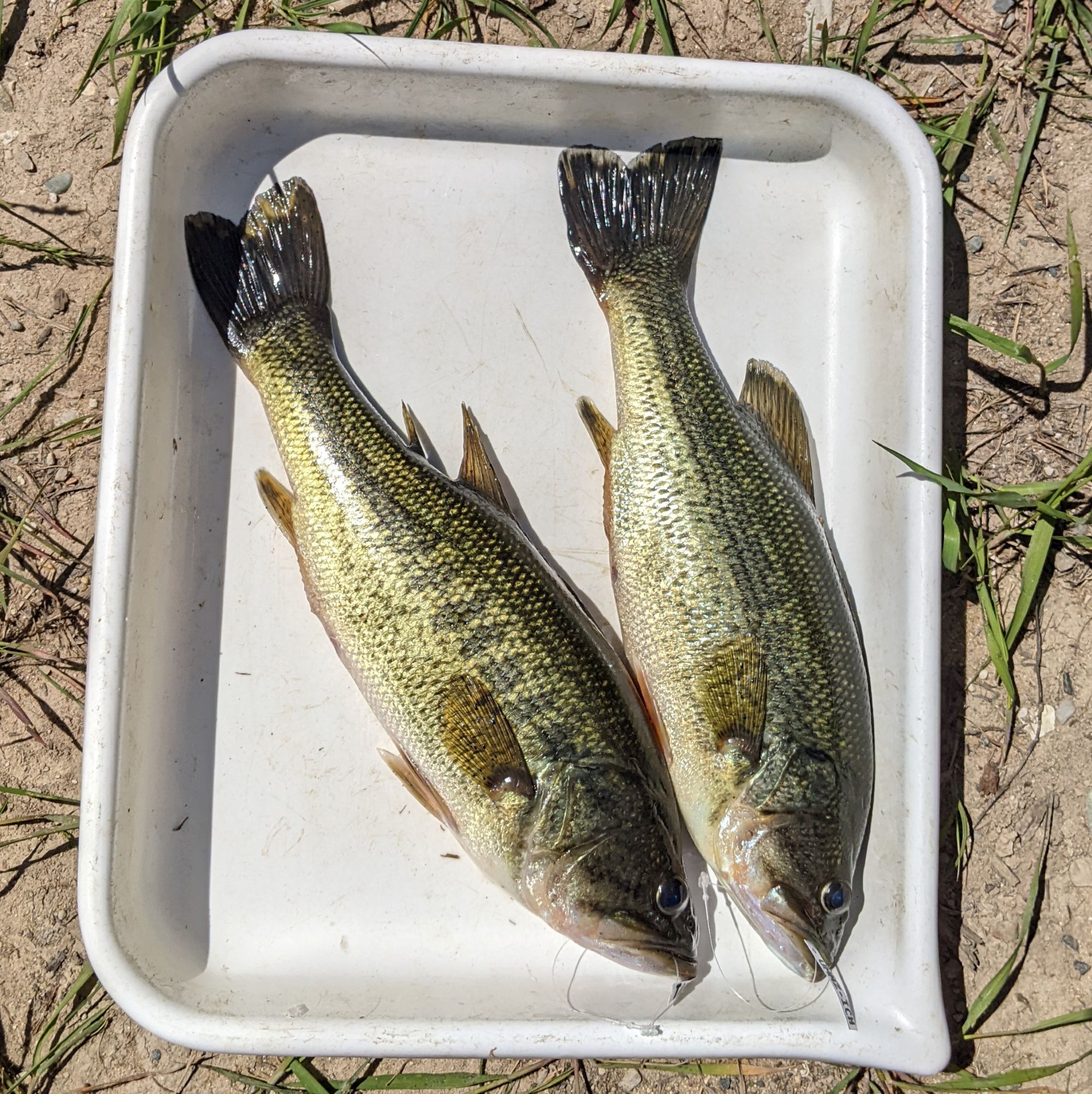 Two largemouth bass caught in the field are photographed in a white tray.