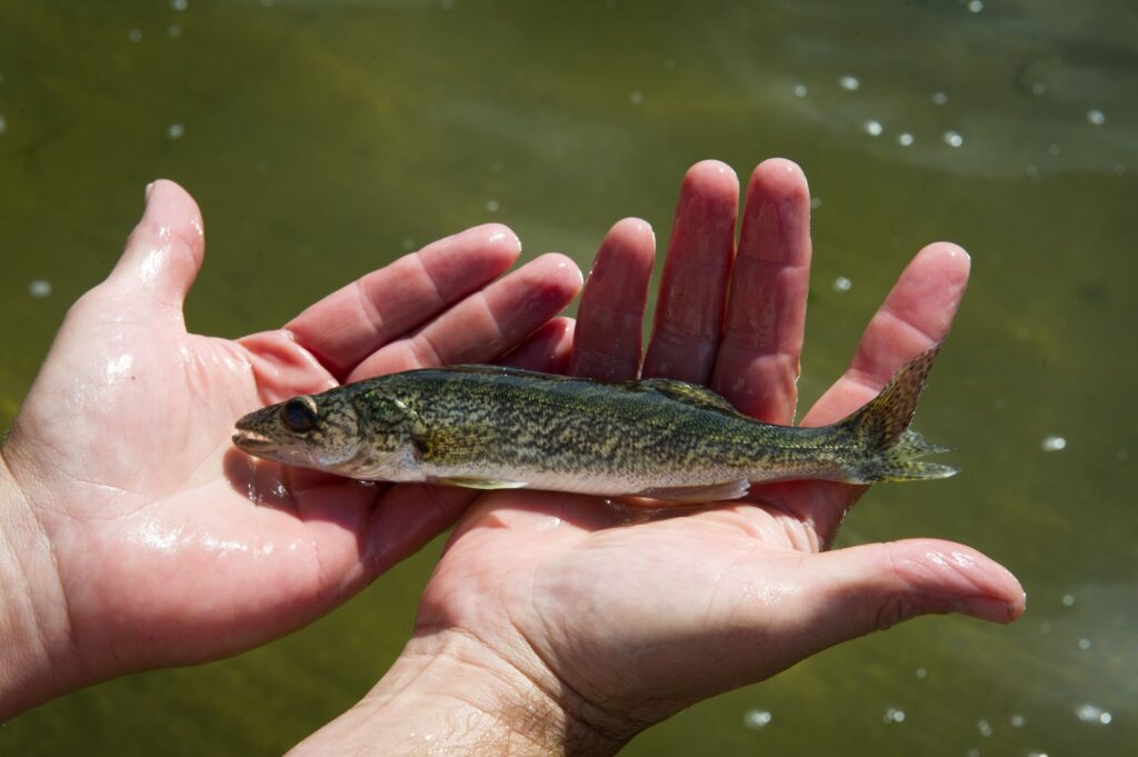 A pair of hands holds a narrow walleye fish with dark green and yellow patterning above a white underside. The fish is about as long as the two hands holding it are wide.