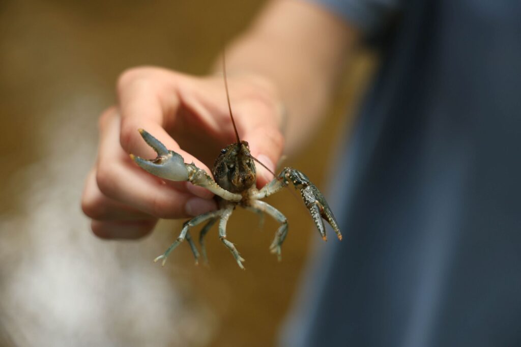 Mira Hughes holds a crayfish that lives in the creek. Image credit: Jeremy Marble, University of Michigan News