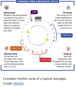 Graphic details a 24-hour cycle and how a disrupted circadian rhythm affects a typical teenager.