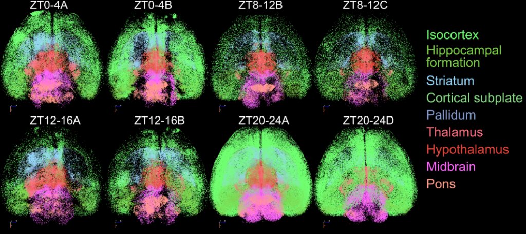 Eight brains with different colors representing the activity in different regions are shown in a figure. Two brains are shown for four different time windows. In the latest time window, after mice have been awake longest, bright green activity in the isocortex is dominant. It subsides during sleep and in the first hours of waking, activity from the thalamus in pink, hypothalamus in red, midbrain in purple and striatum in blue are more visible.