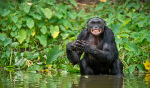 Smiling chimp bathes amid greenery.,
