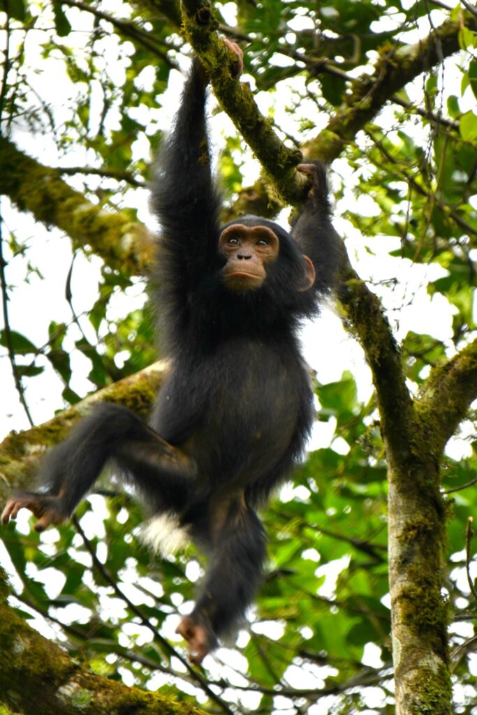 A young chimp swings through the jungle canopy at the Ngogo Chimpanzee Project at Kibale National Park in Uganda. Image credit: Kevin Lee/Ngogo Chimpanzee Project, Arizona State University