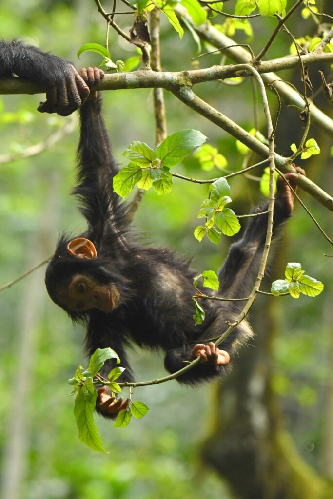 A young chimp hangs from a branch with its mother's hand nearby at the Ngogo Chimpanzee Project at Kibale National Park in Uganda. Image credit: Kevin Lee/Ngogo Chimpanzee Project, Arizona State University