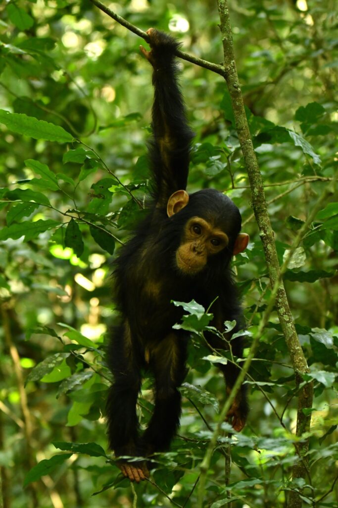 A young chimp hangs one handed from the jungle canopy at the Ngogo Chimpanzee Project at Kibale National Park in Uganda. Image credit: Kevin Lee/Ngogo Chimpanzee Project, Arizona State University