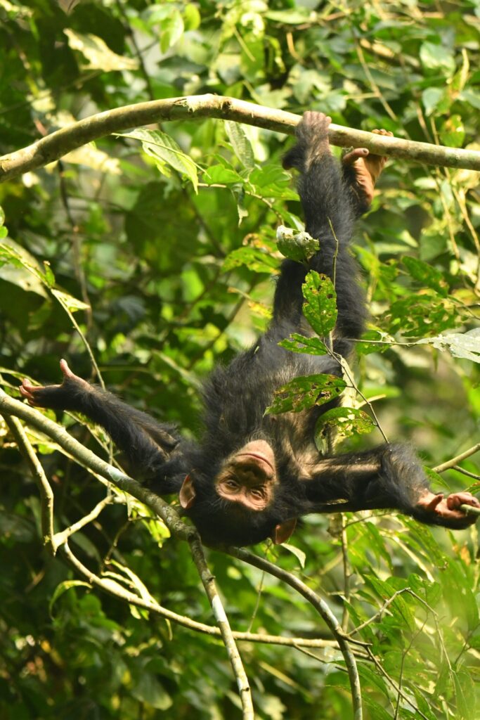 A young chimp is suspended from its feet at the Ngogo Chimpanzee Project at Kibale National Park in Uganda. Image credit: Kevin Lee/Ngogo Chimpanzee Project, Arizona State University