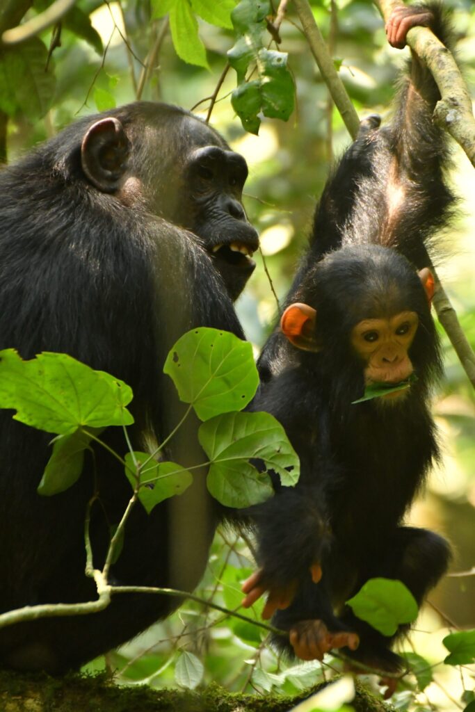 A mother and a young chimp sit among branches at the Ngogo Chimpanzee Project at Kibale National Park in Uganda. Image credit: Kevin Lee/Ngogo Chimpanzee Project, Arizona State University